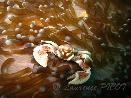 crabe porcelaine - Neopetrolisthe maculatus.JPG